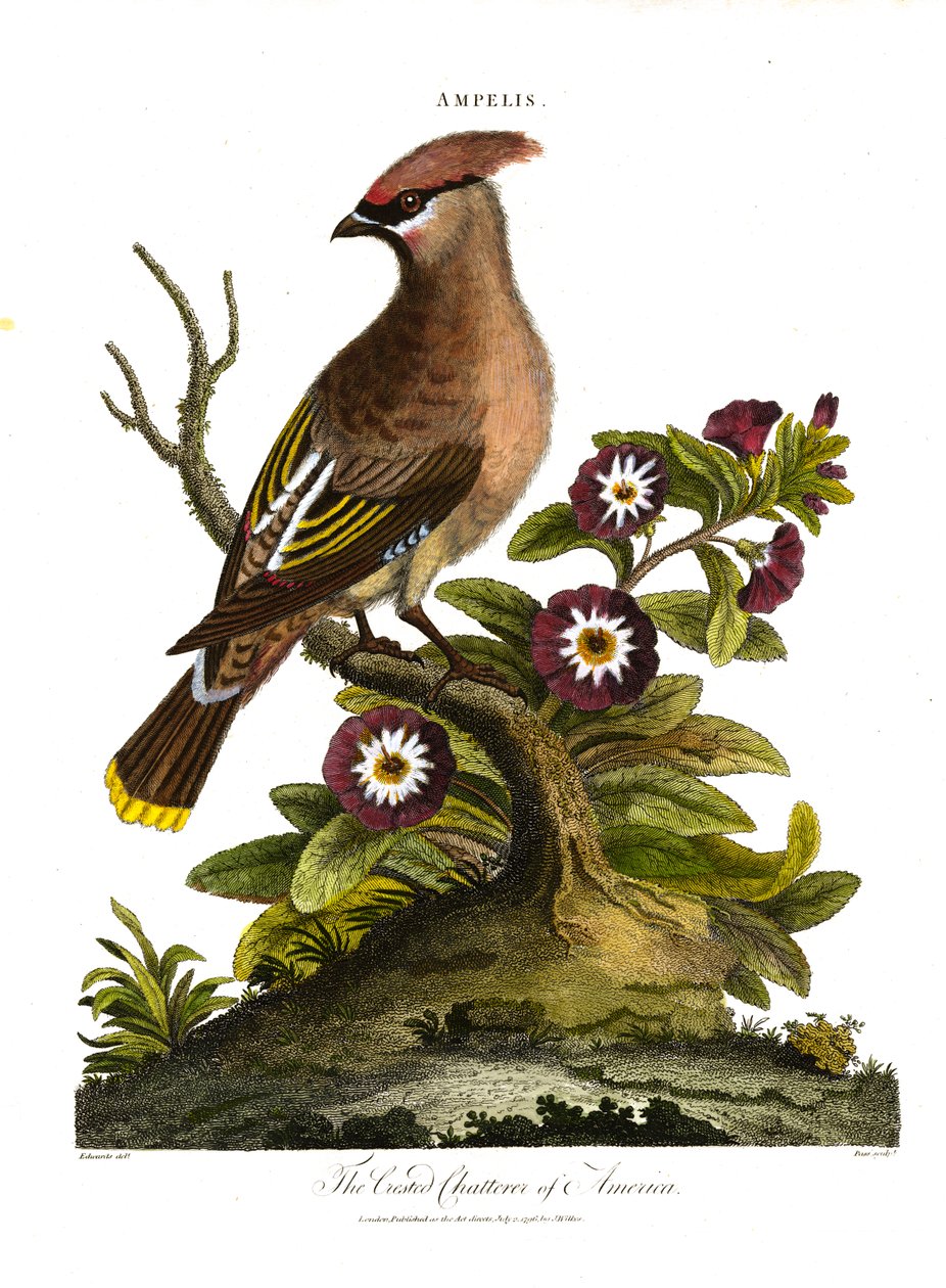 Der Haubenplauderer Amerikas von George Edwards