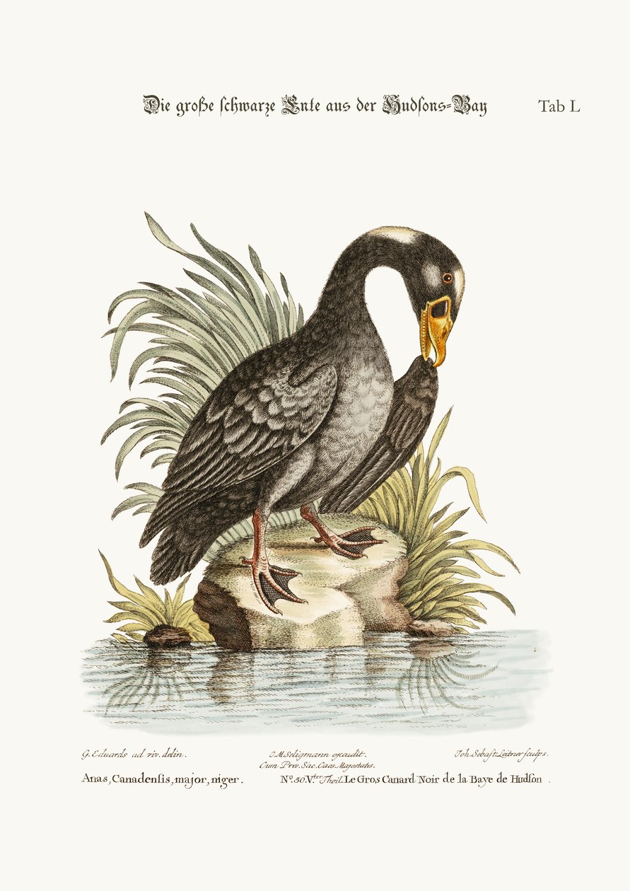 Die große schwarze Ente aus der Hudson Bay, 1749-73 von George Edwards