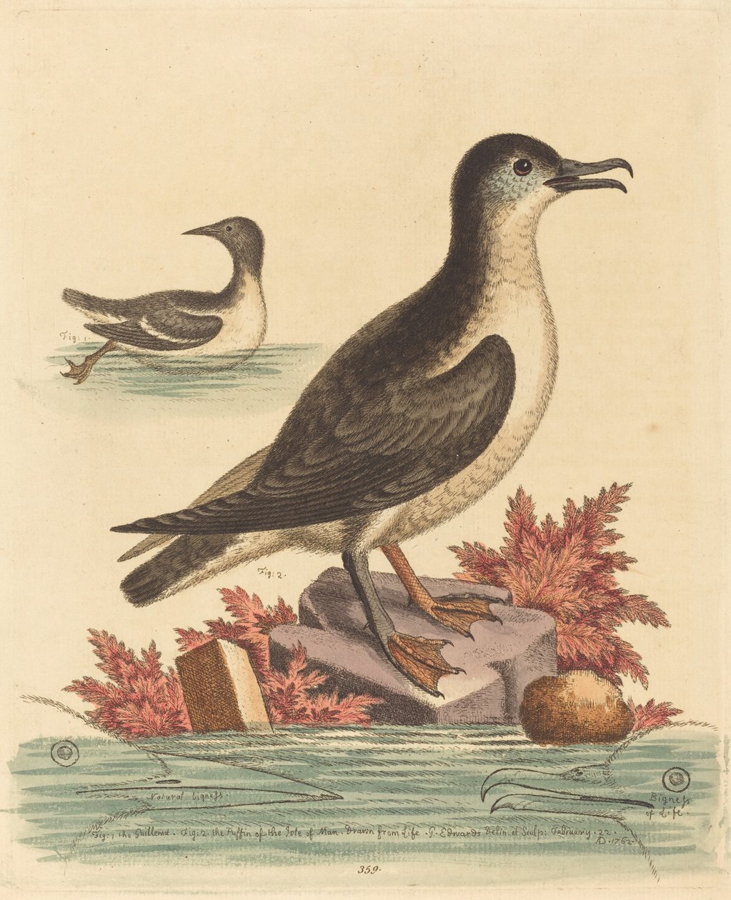 Die Trottellumme und der Papageitaucher der Isle of Man von George Edwards