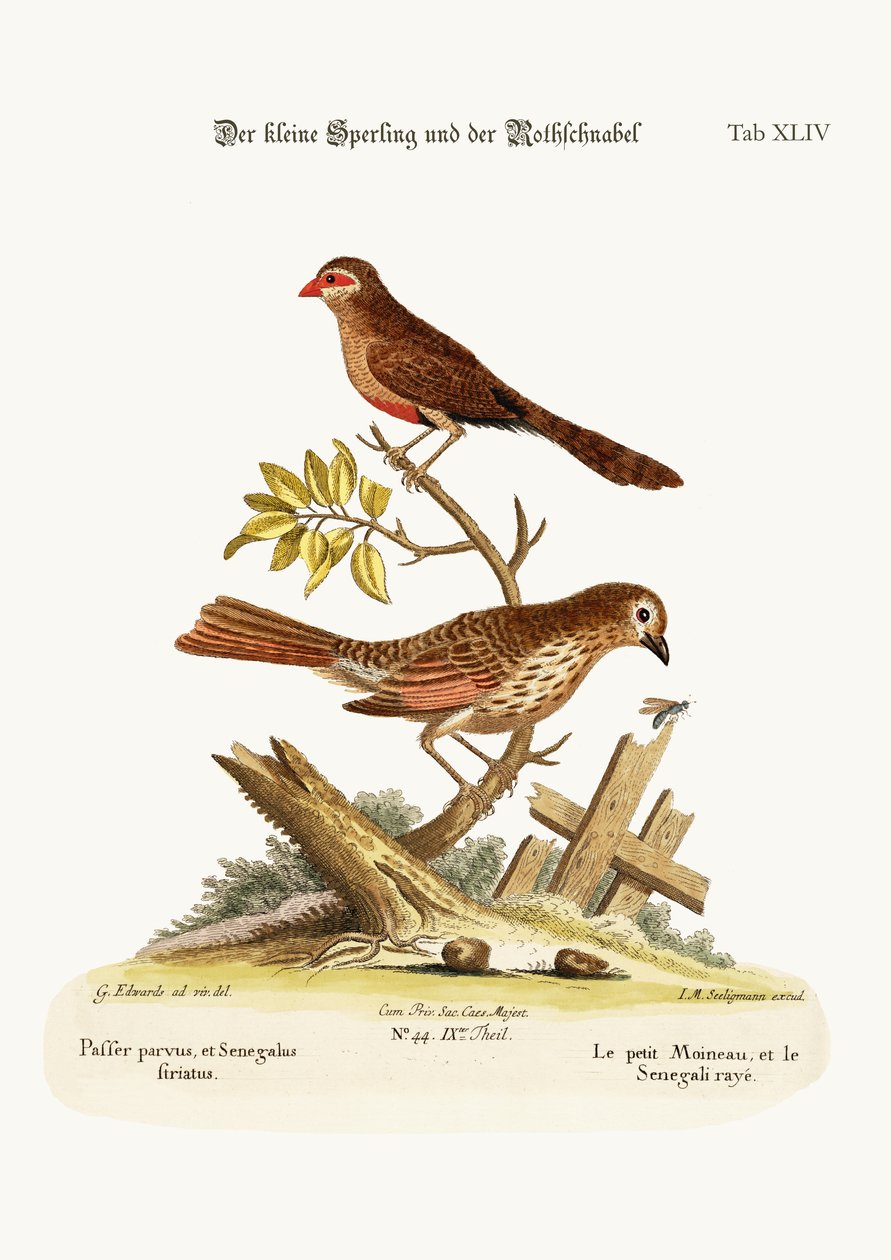 Der kleine Spatz und der Wachsschnabel, 1749-73 von George Edwards