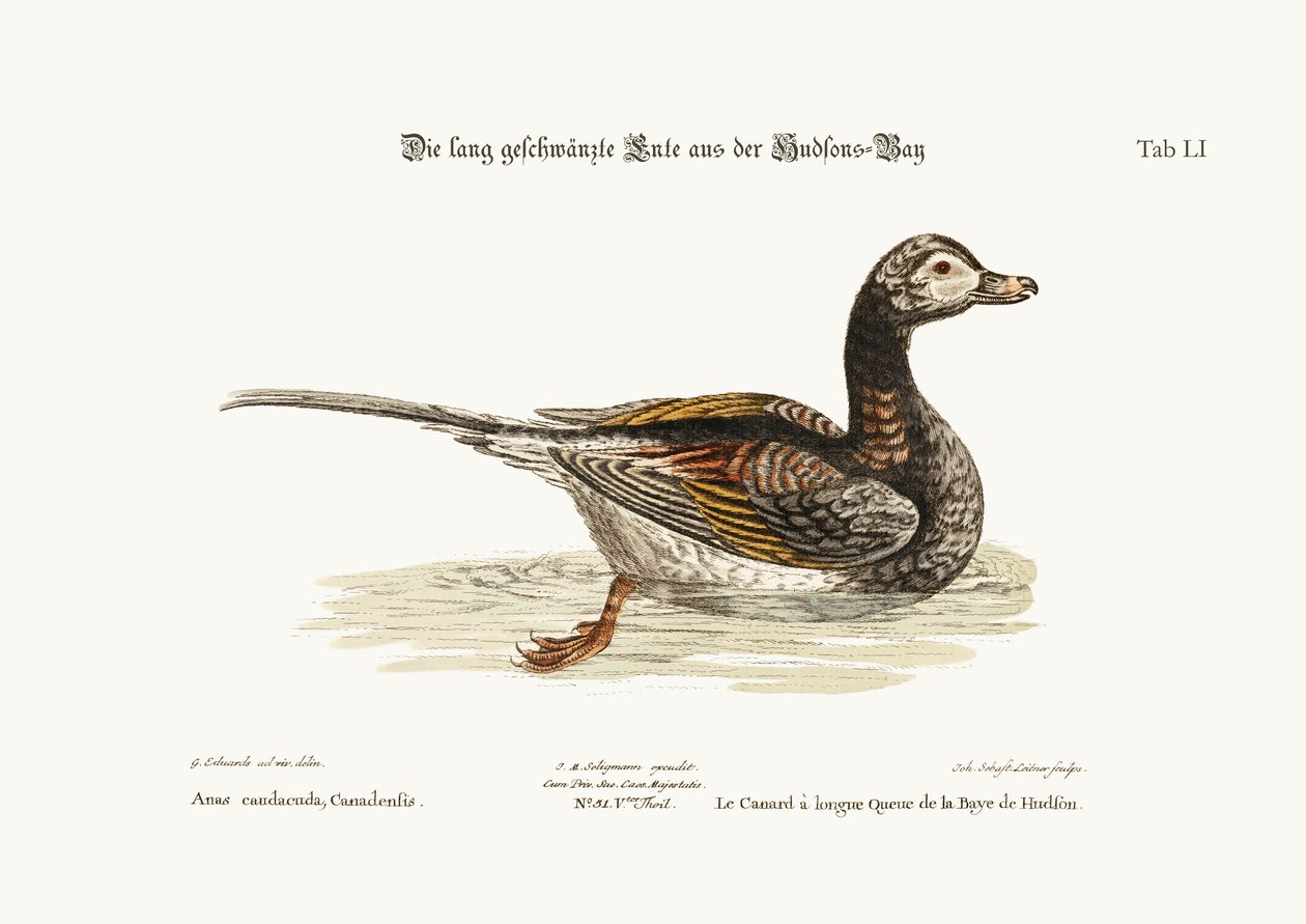 Die Langschwanzente aus der Hudson Bay von George Edwards