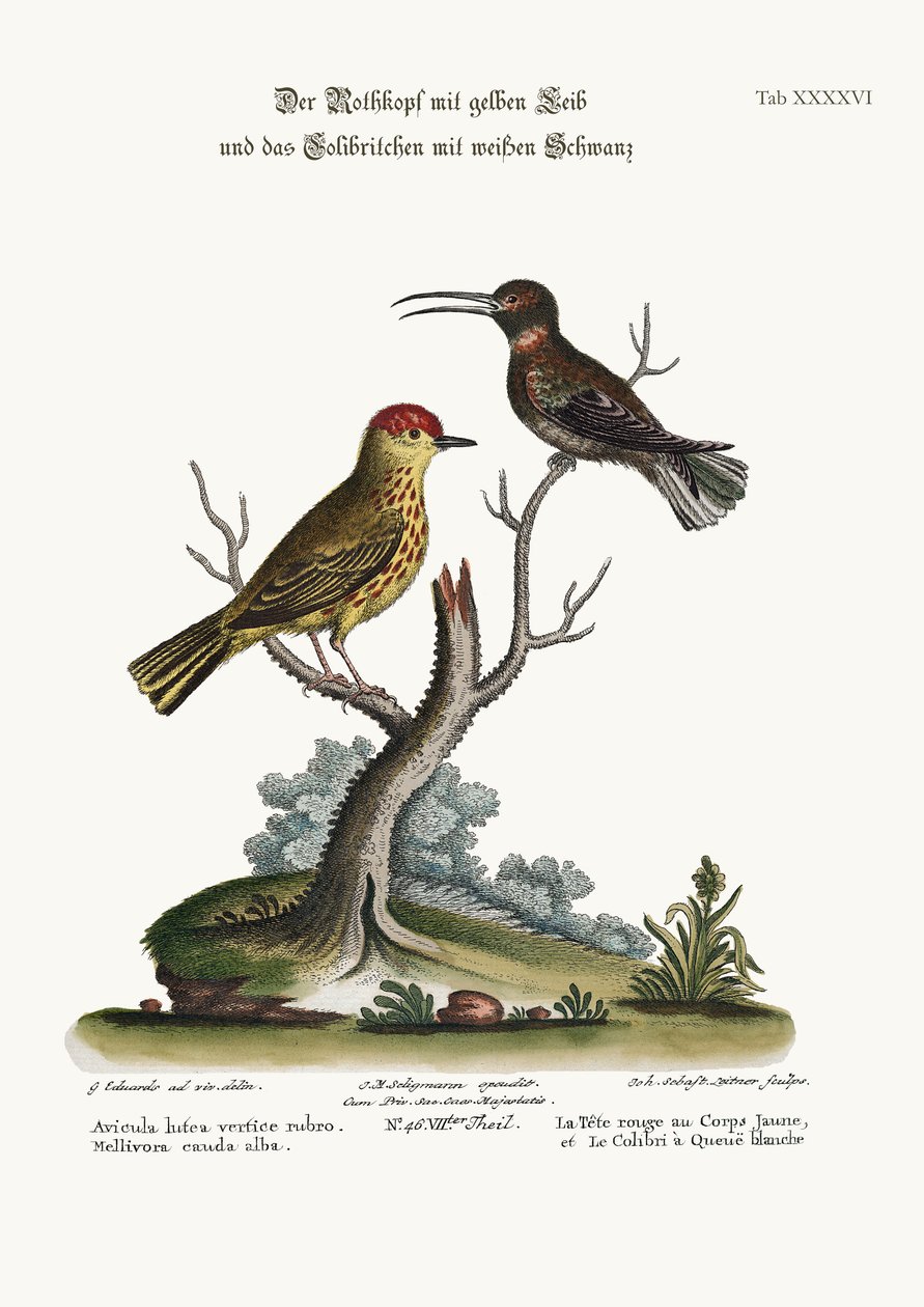 Der Gelb-Rot-Pole und der Weißschwanzkolibri, 1749-73 von George Edwards