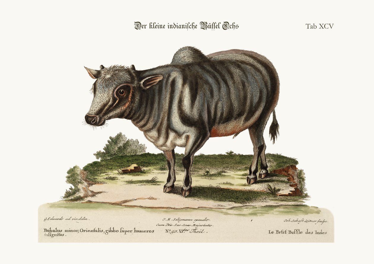 Der kleine indische Büffel, 1749-73 von George Edwards