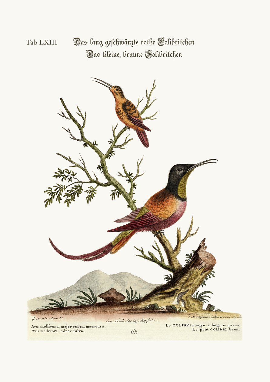 Der langschwänzige rote Kolibri. Der kleine braune Kolibri, 1749-73 von George Edwards