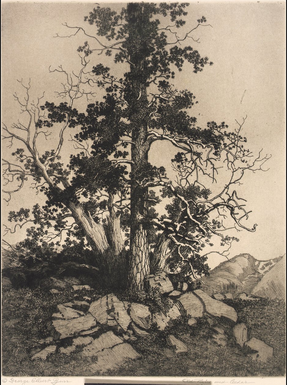Alte Kiefer und Zeder von George Elbert Burr