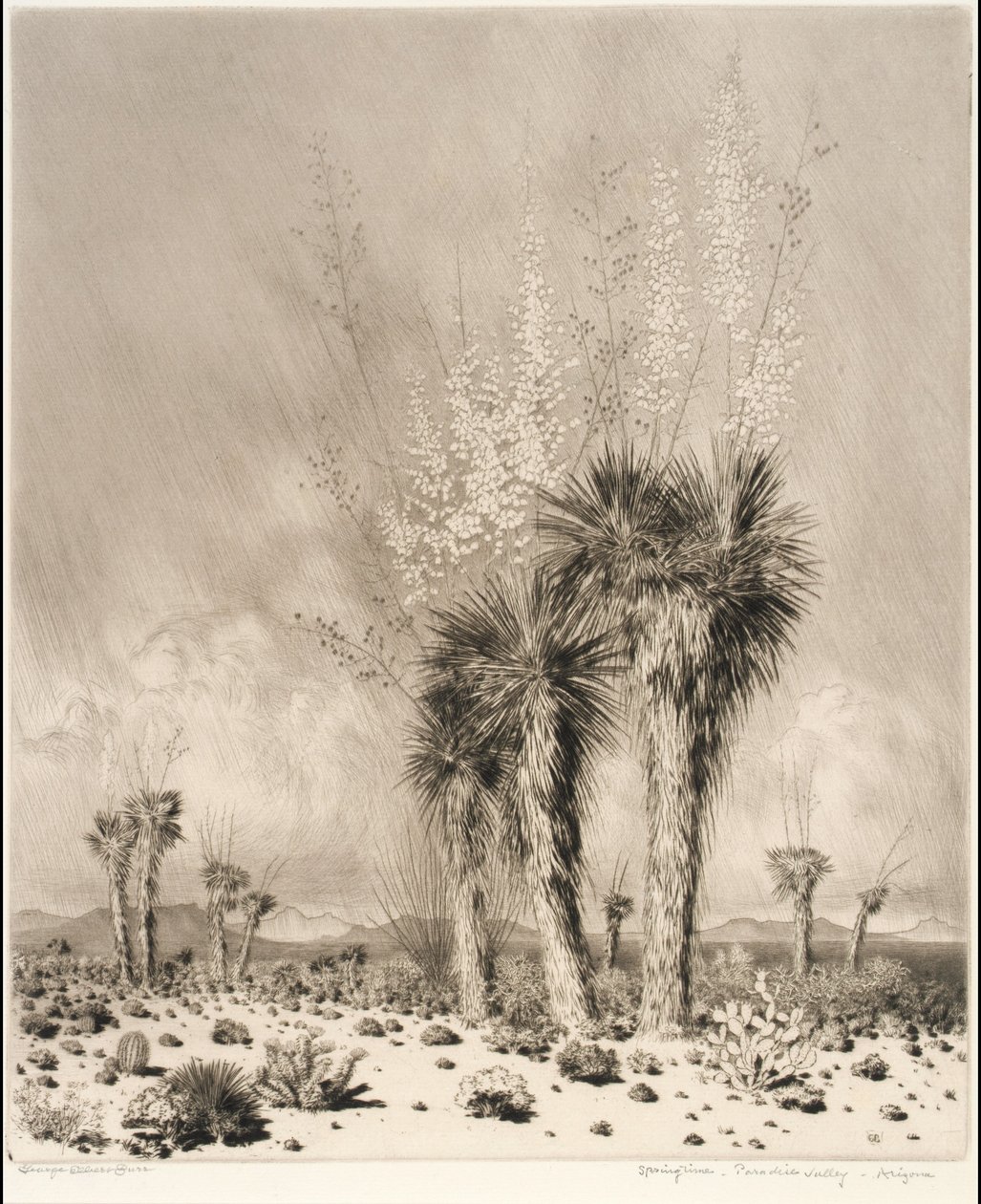 Frühling, Paradise Valley, Arizona von George Elbert Burr