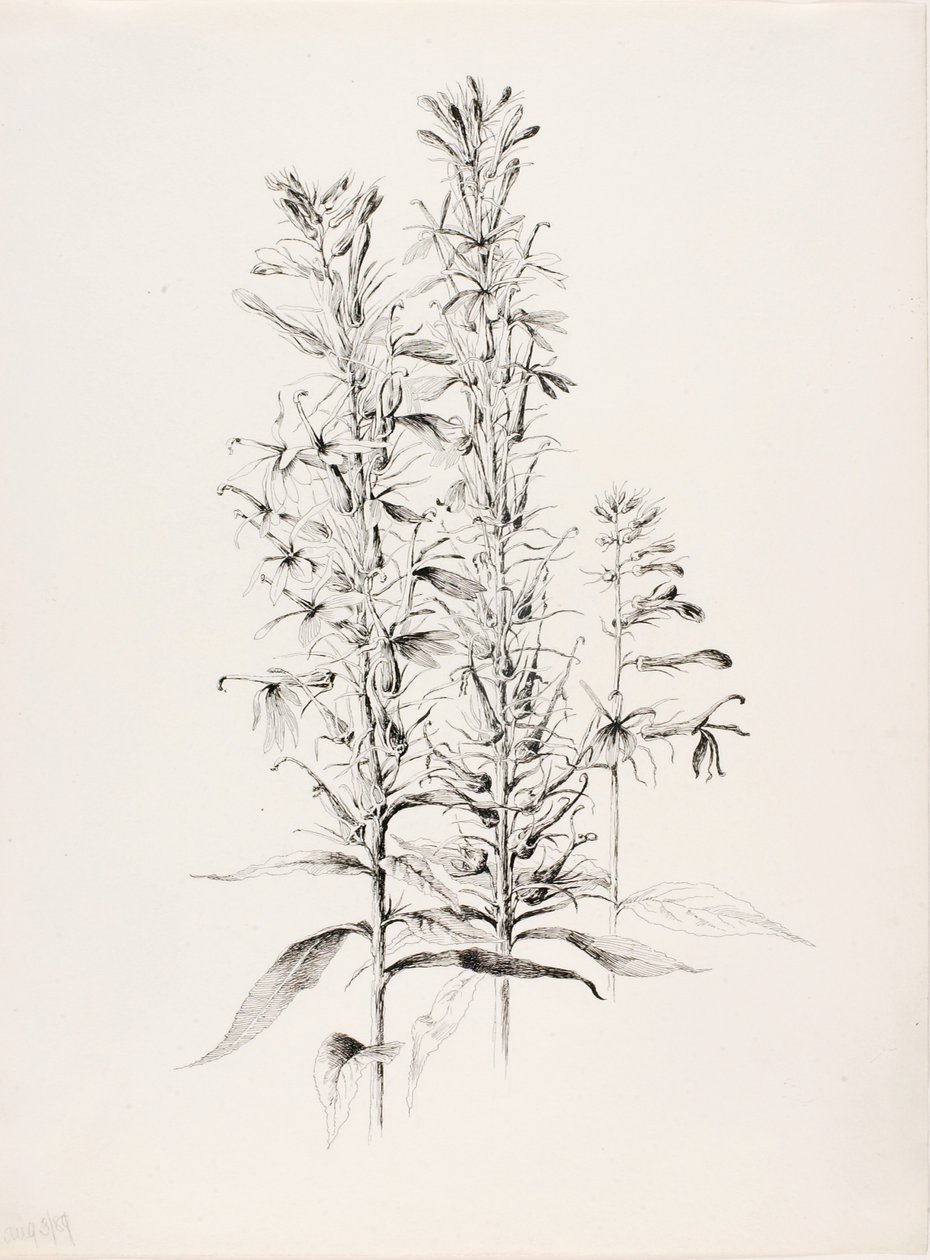 Ohne Titel (Kardinalblume, Lobelia Cardinalis) von George Elbert Burr