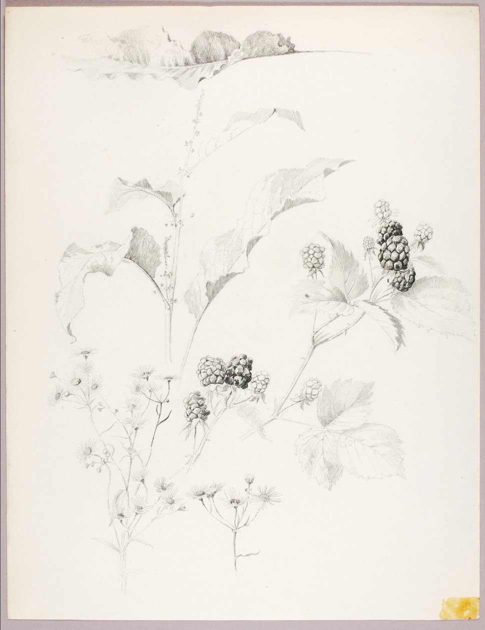 Ohne Titel (Gänseblümchen und Brombeeren) von George Elbert Burr