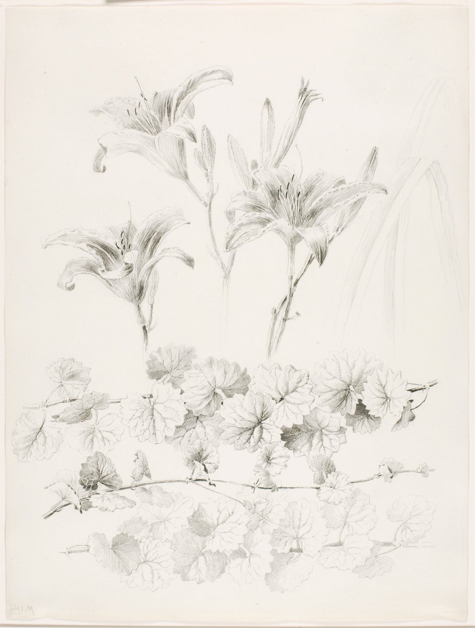 Ohne Titel (Lilien und Gundermann) (Glecoma Hederacea) von George Elbert Burr