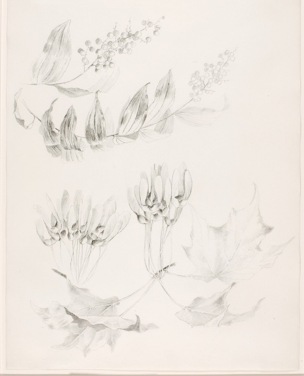 Ohne Titel (Zuckerahorn und Falsches Salomonssiegel) von George Elbert Burr