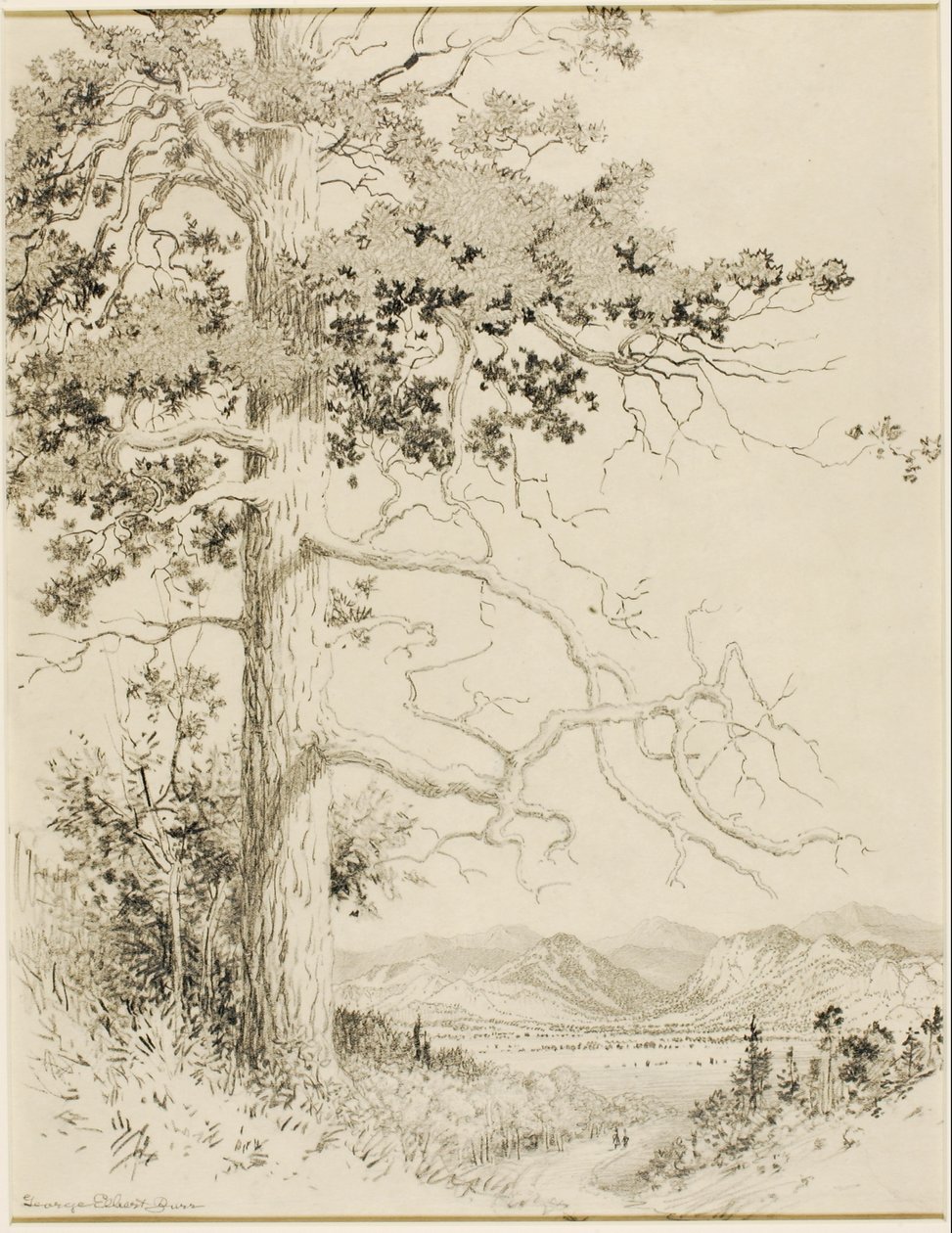 Ohne Titel (Transferzeichnung für Old Pine, Estes Park) von George Elbert Burr