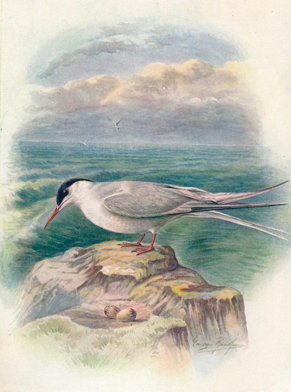 Arktische Seeschwalbe - Sterna macrura, um 1910 von George James Rankin