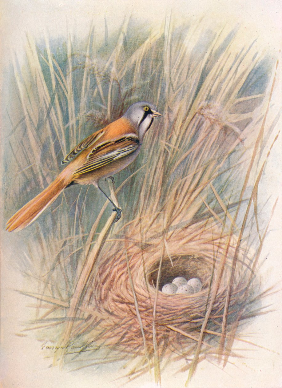 Bartmeise oder Beutelmeise - Panurus biarmicus, ca. 1910 von George James Rankin