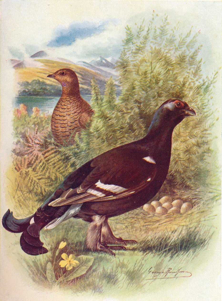 Birkhuhn oder Auerhuhn - Tetrao tetrix, um 1910, 1910 von George James Rankin
