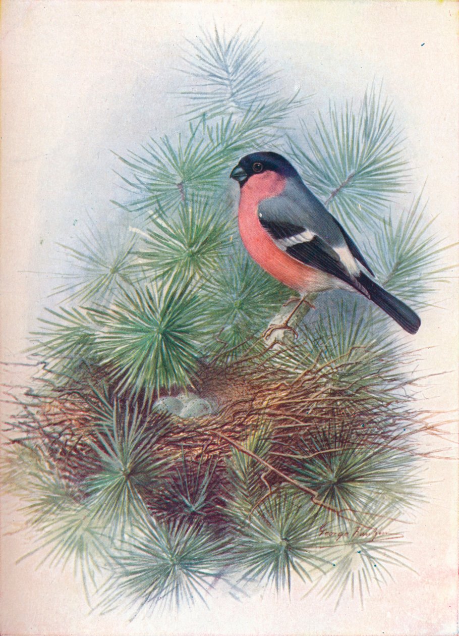 Gimpel - Pyrrhula europaea, ca. 1910 von George James Rankin