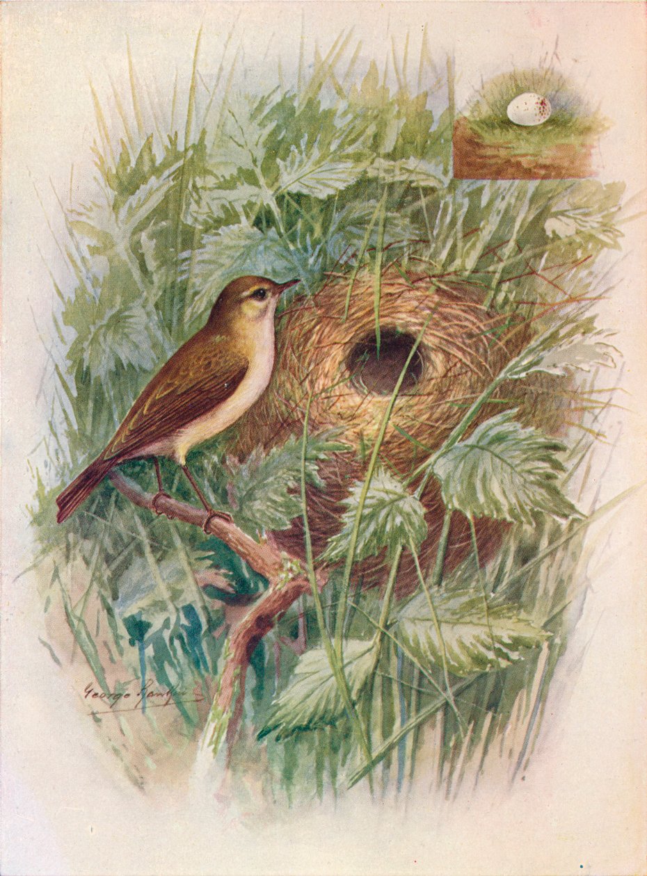 Zilpzalp - Phylloscopus rufus, um 1910 von George James Rankin