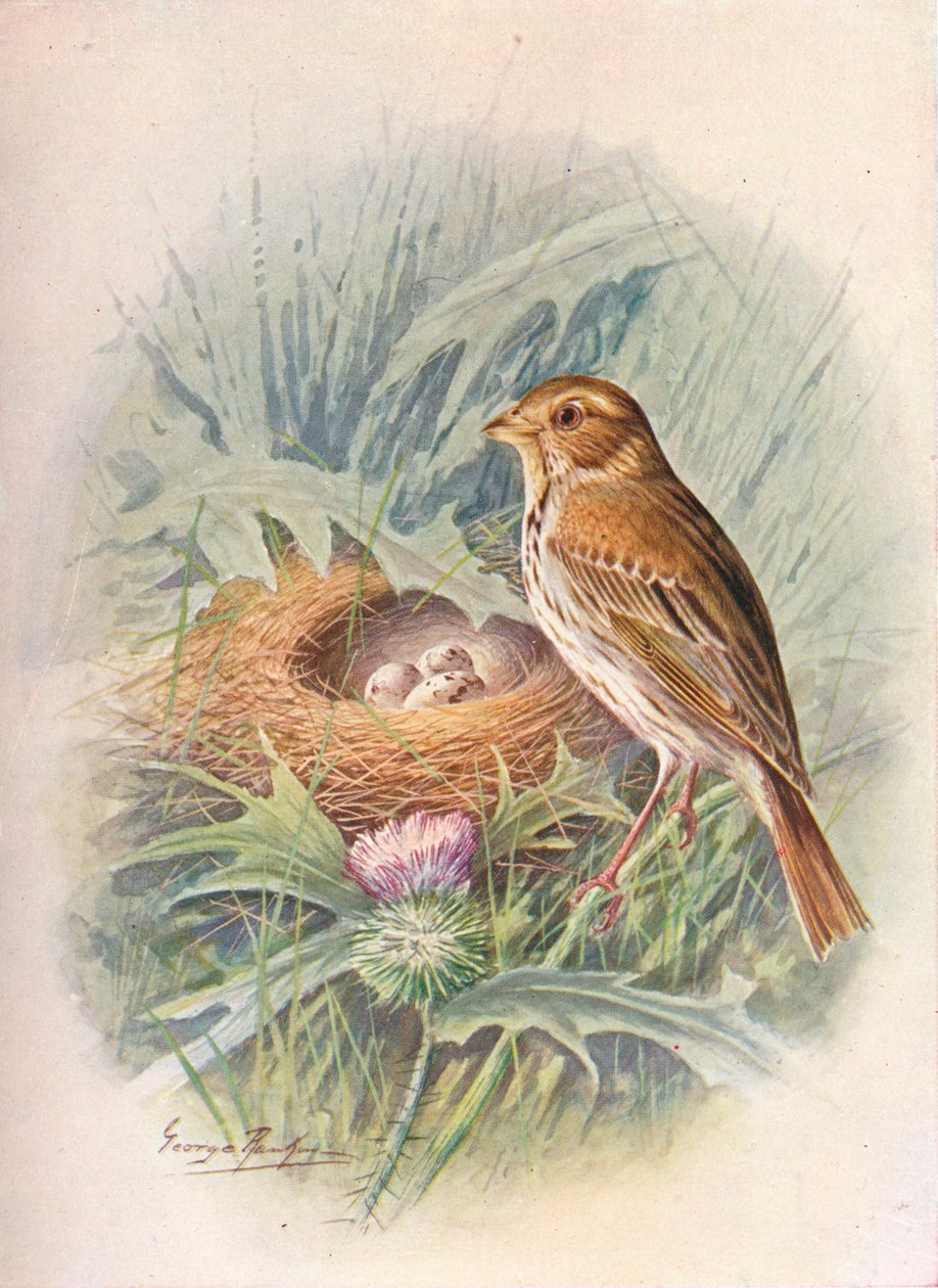 Grauammer - Emberiza miliaria von George James Rankin