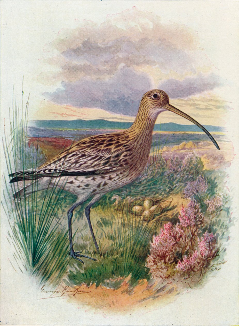 Großer Brachvogel - Numenius arquata, um 1910 von George James Rankin