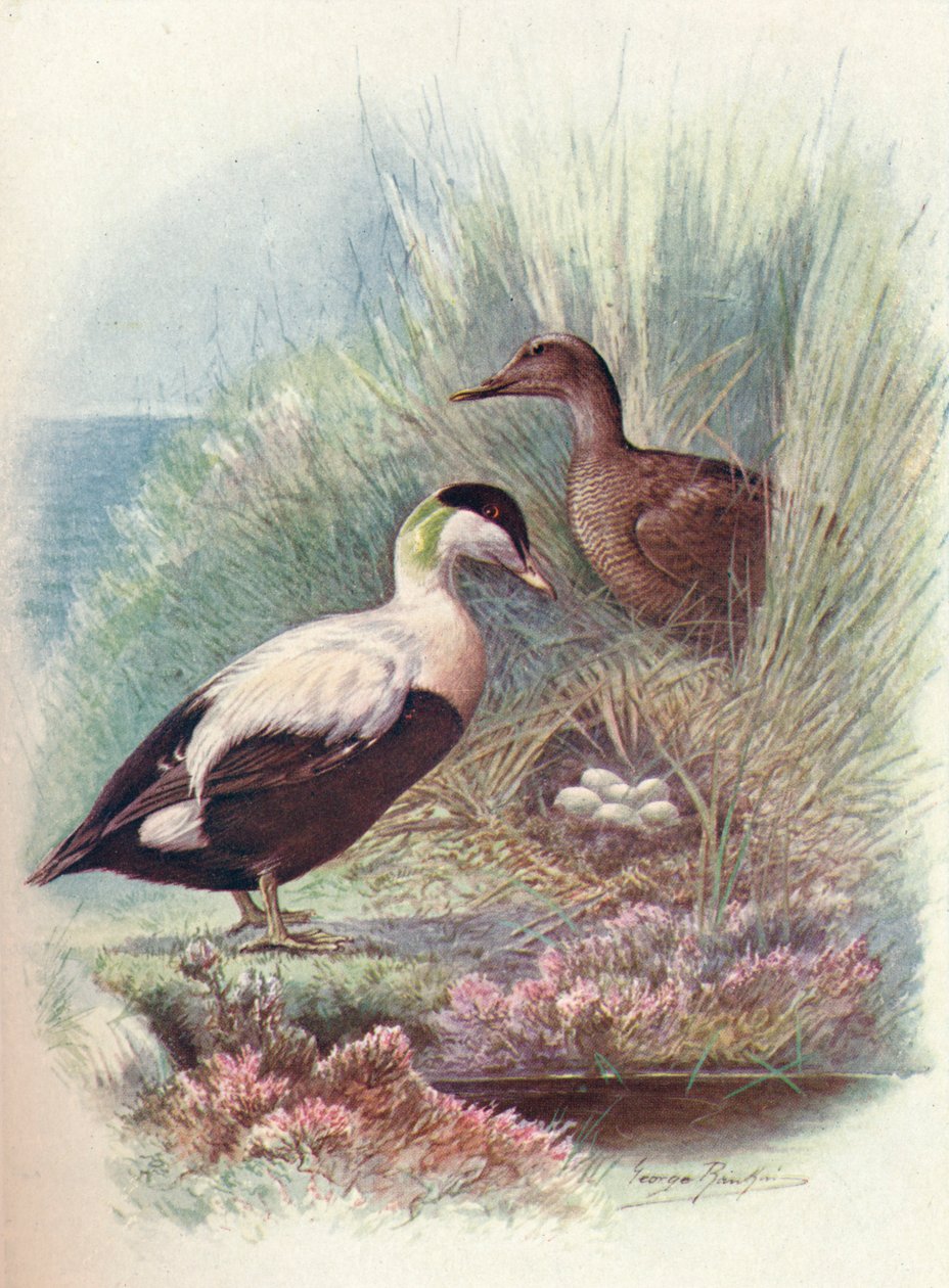 Eiderente - Somateria mollissima, um 1910 von George James Rankin
