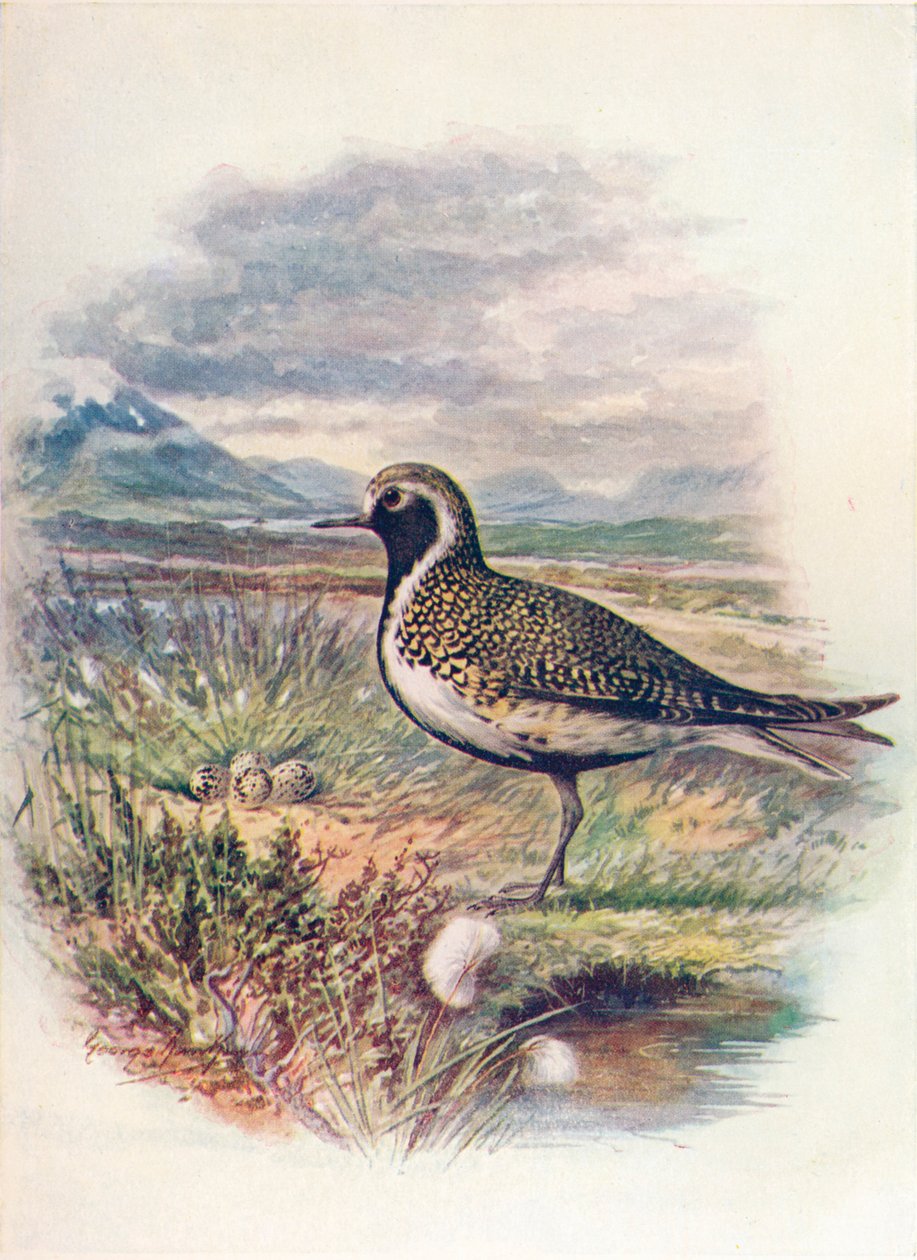 Goldregenpfeifer - Charadrius pluvialis, ca. 1910 von George James Rankin