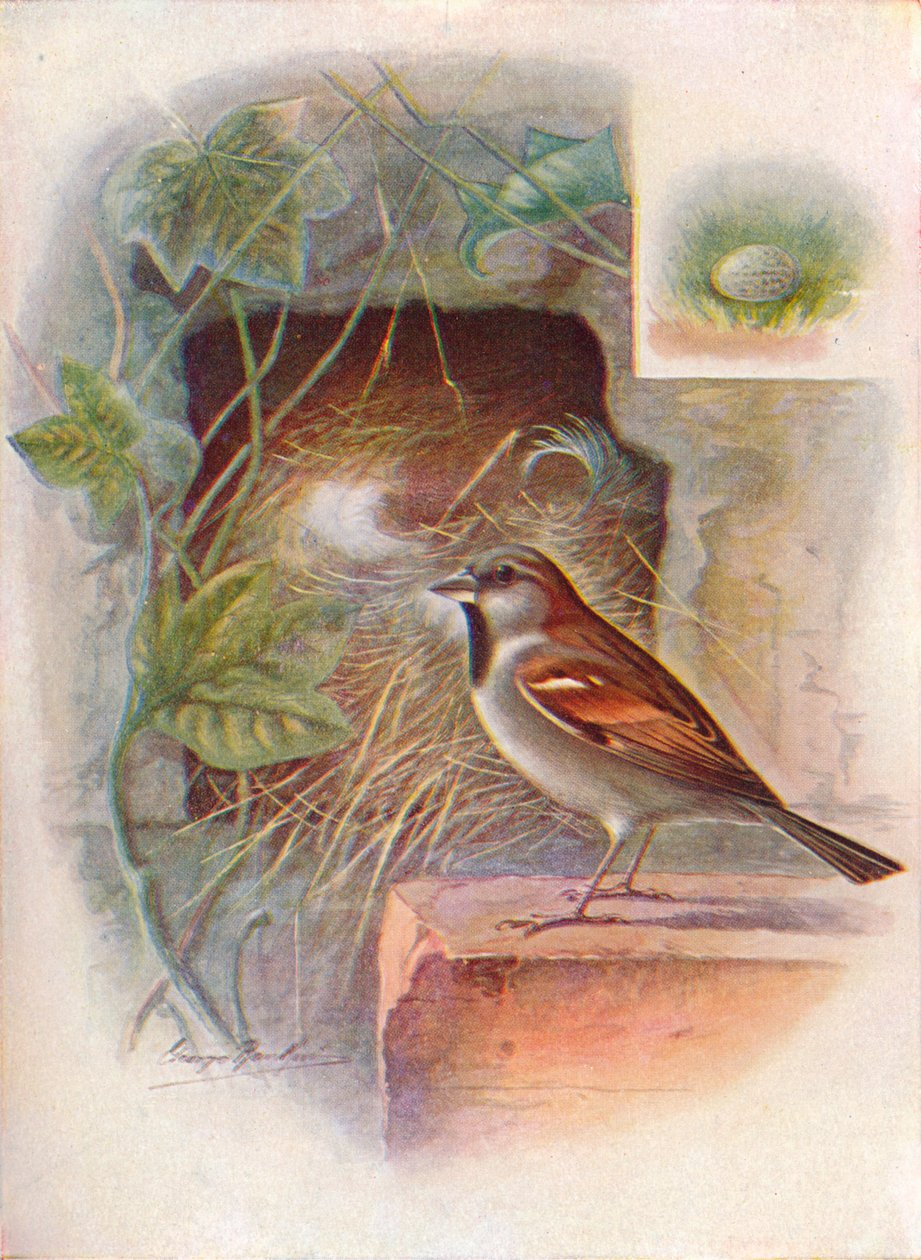 Haussperling -- Passer domesticus, um 1910, 1910 von George James Rankin