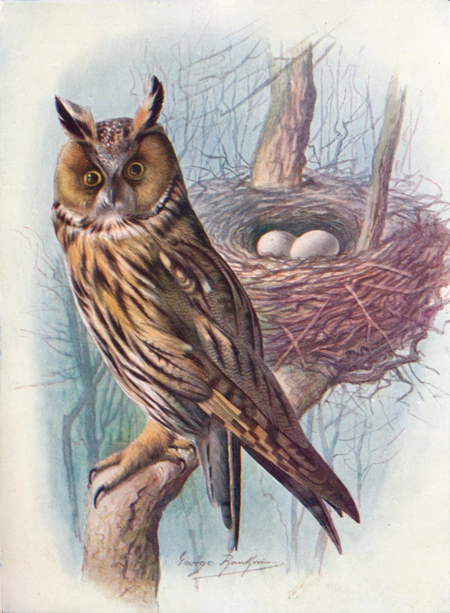 Waldohreule - Asio otus, um 1910, 1910 von George James Rankin