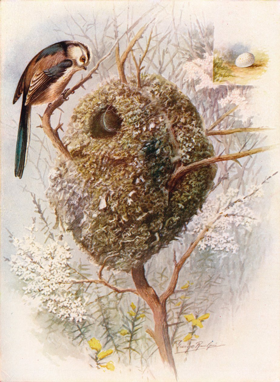 Schwanzmeise - Acredula caudata von George James Rankin