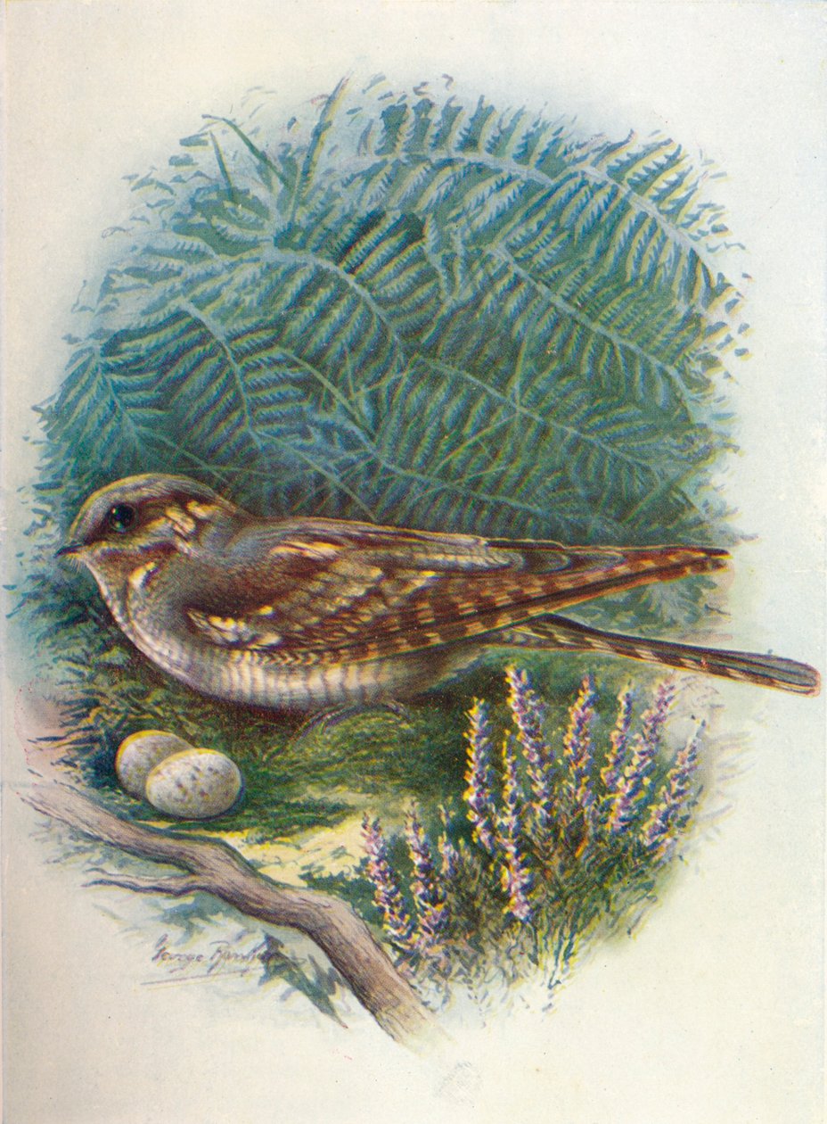 Ziegenmelker - Caprimulgus europaeus, ca. 1910 von George James Rankin