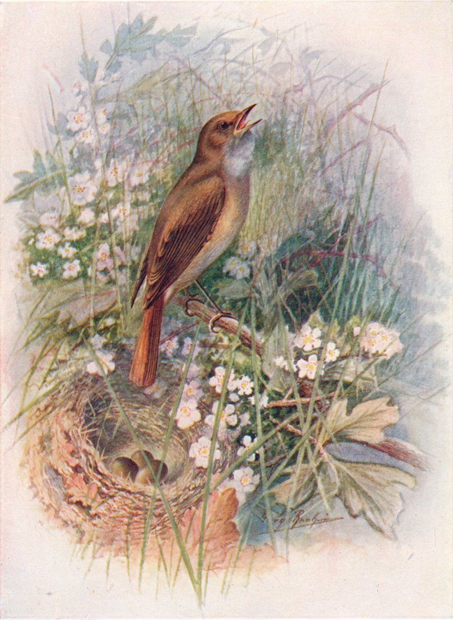 Nachtigall - Daulias luscinia, ca. 1910 von George James Rankin