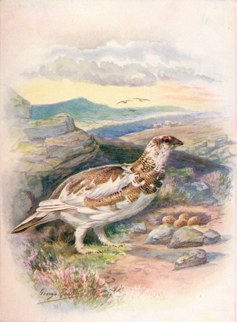 Schneehuhn - Lagopus mutus, um 1910 von George James Rankin