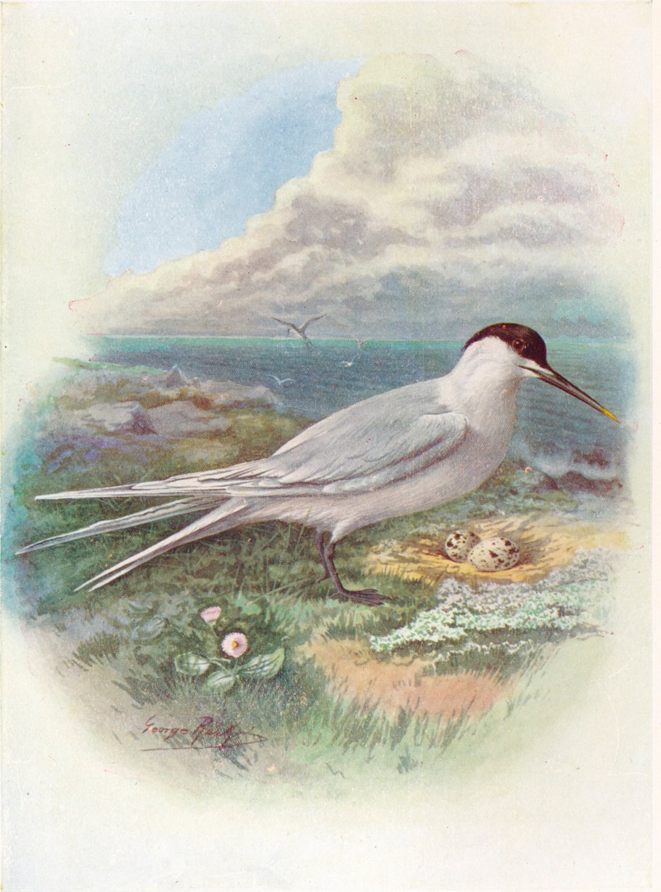 Brandseeschwalbe - Sterna cantiaca von George James Rankin