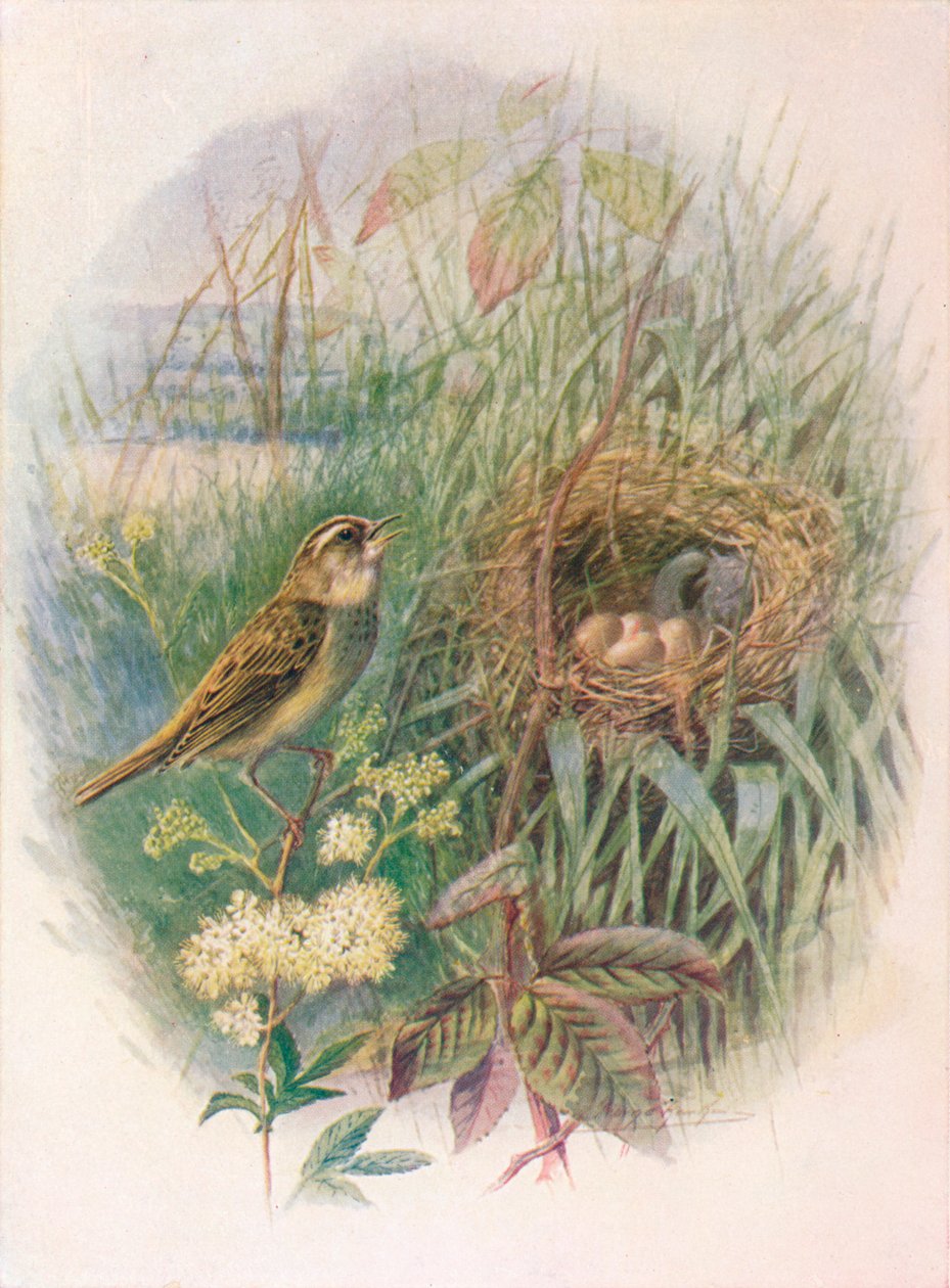 Rohrschwirl - Acrocephalus phragmitis von George James Rankin