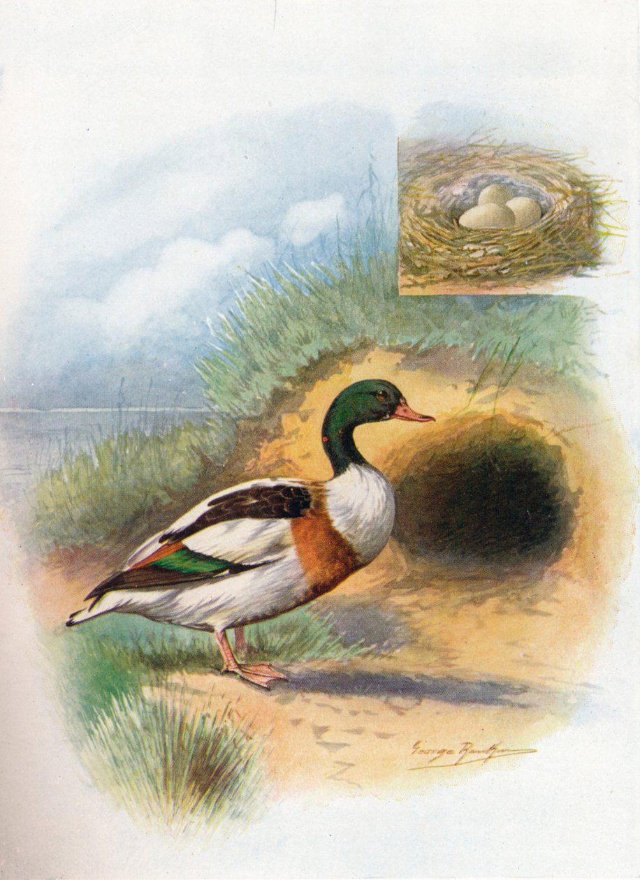 Brandgans - Tadorna cornuta, um 1910 von George James Rankin