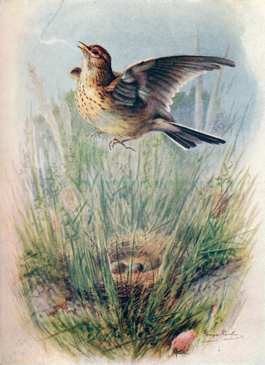 Feldlerche - Alauda arvensis, ca. 1910, 1910 von George James Rankin