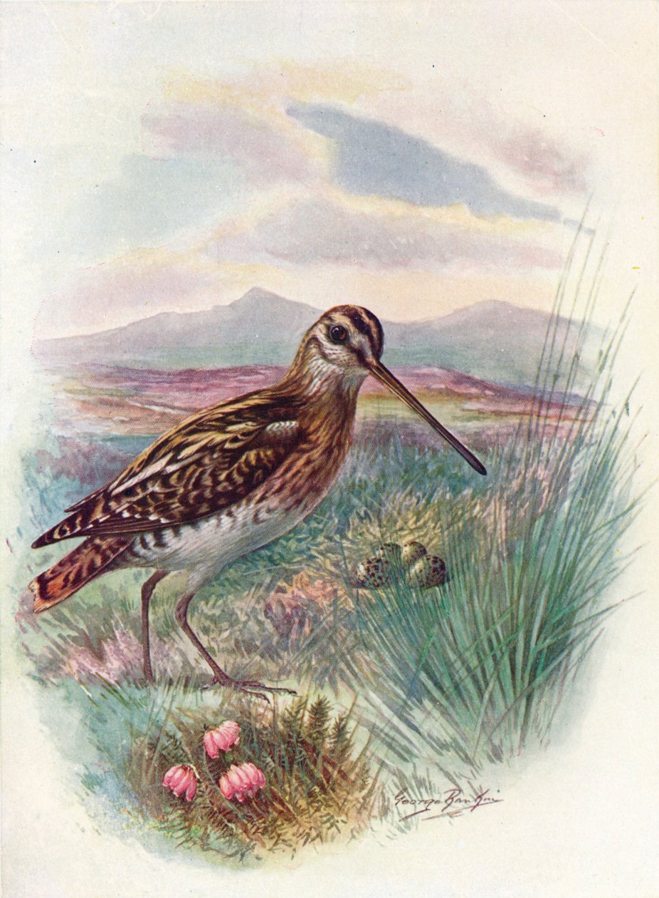Bekassine - Gallinago coelestis, ca. 1910 von George James Rankin