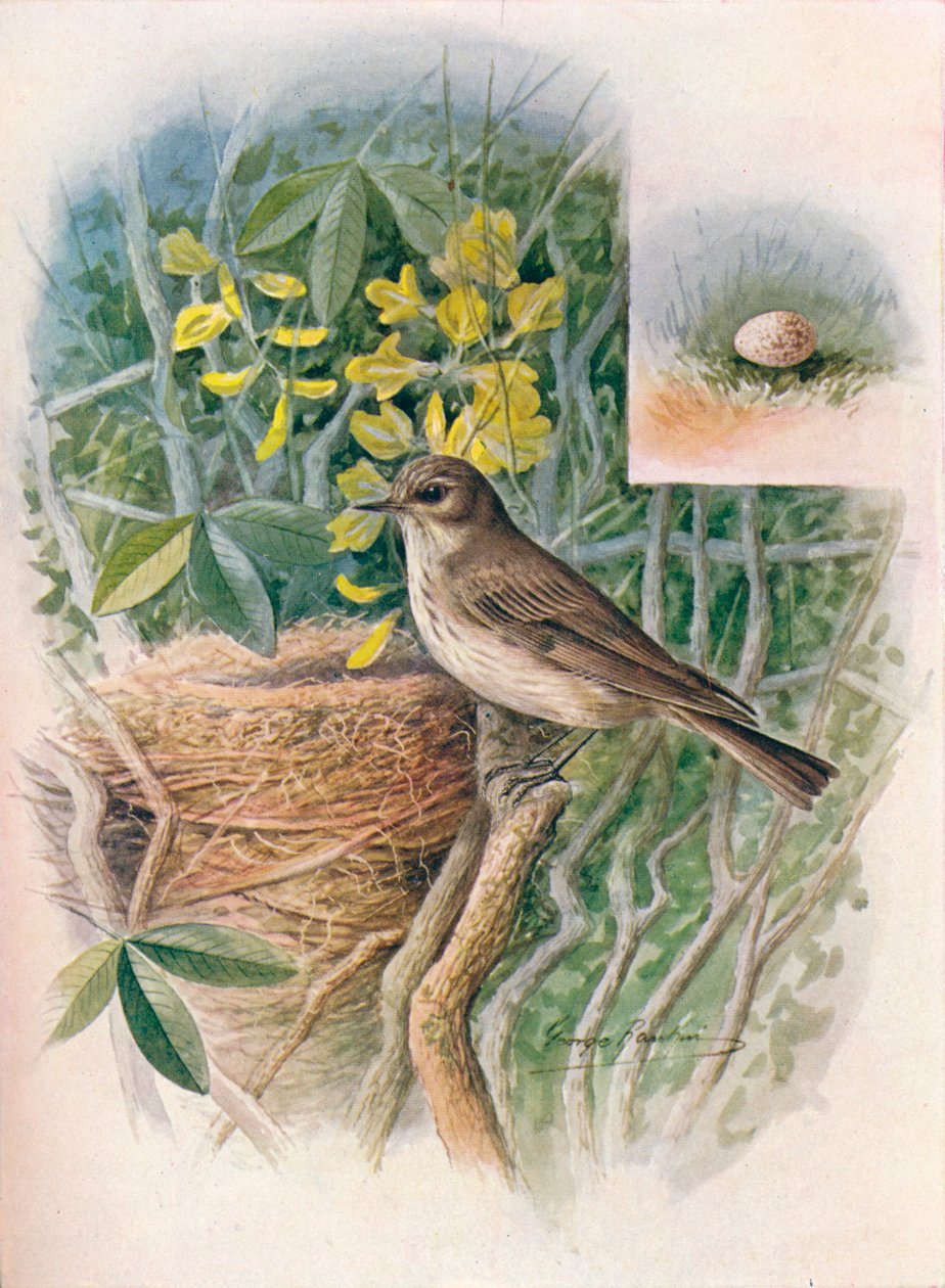 Grauschnäpper - Muscicapa grisola, ca. 1910 von George James Rankin