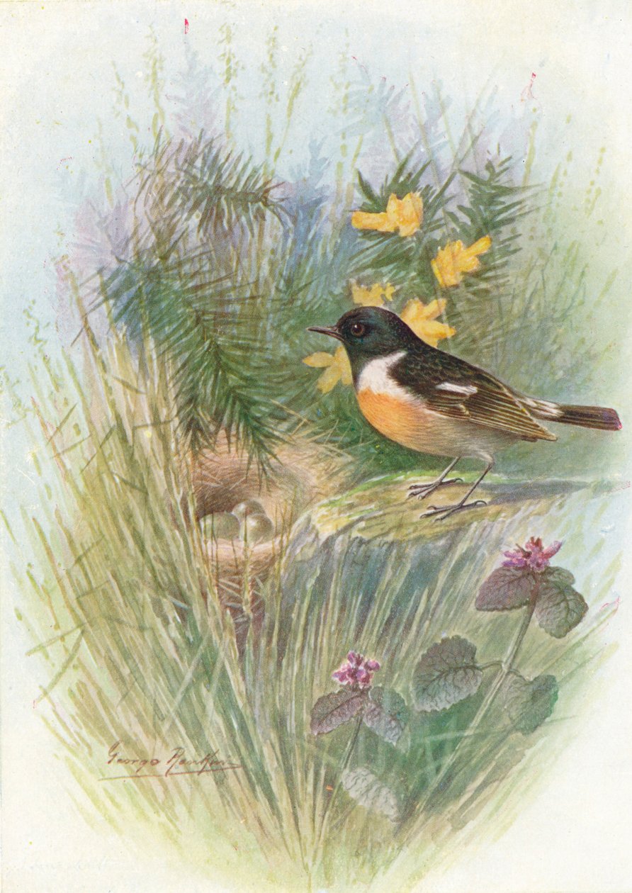 Schwarzkehlchen - Pratincola rubicola von George James Rankin