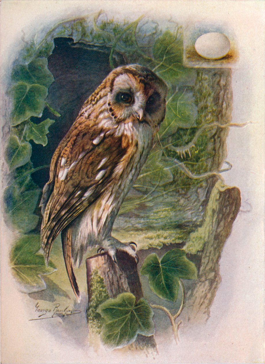Waldkauz - Syrnium aluco, ca. 1910 von George James Rankin
