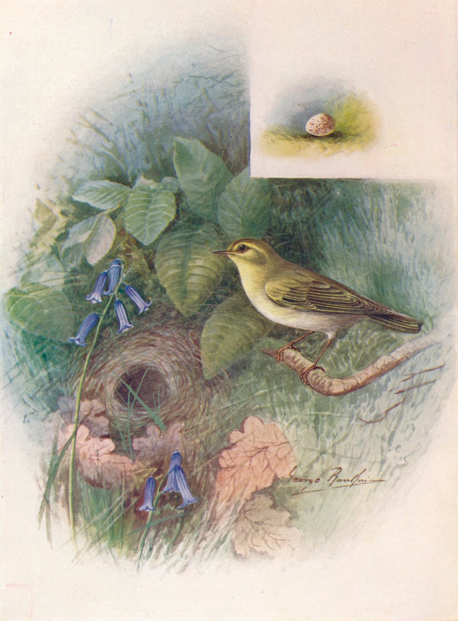 Waldlaubsänger - Phylloscopus sibilatrix, um 1910 von George James Rankin