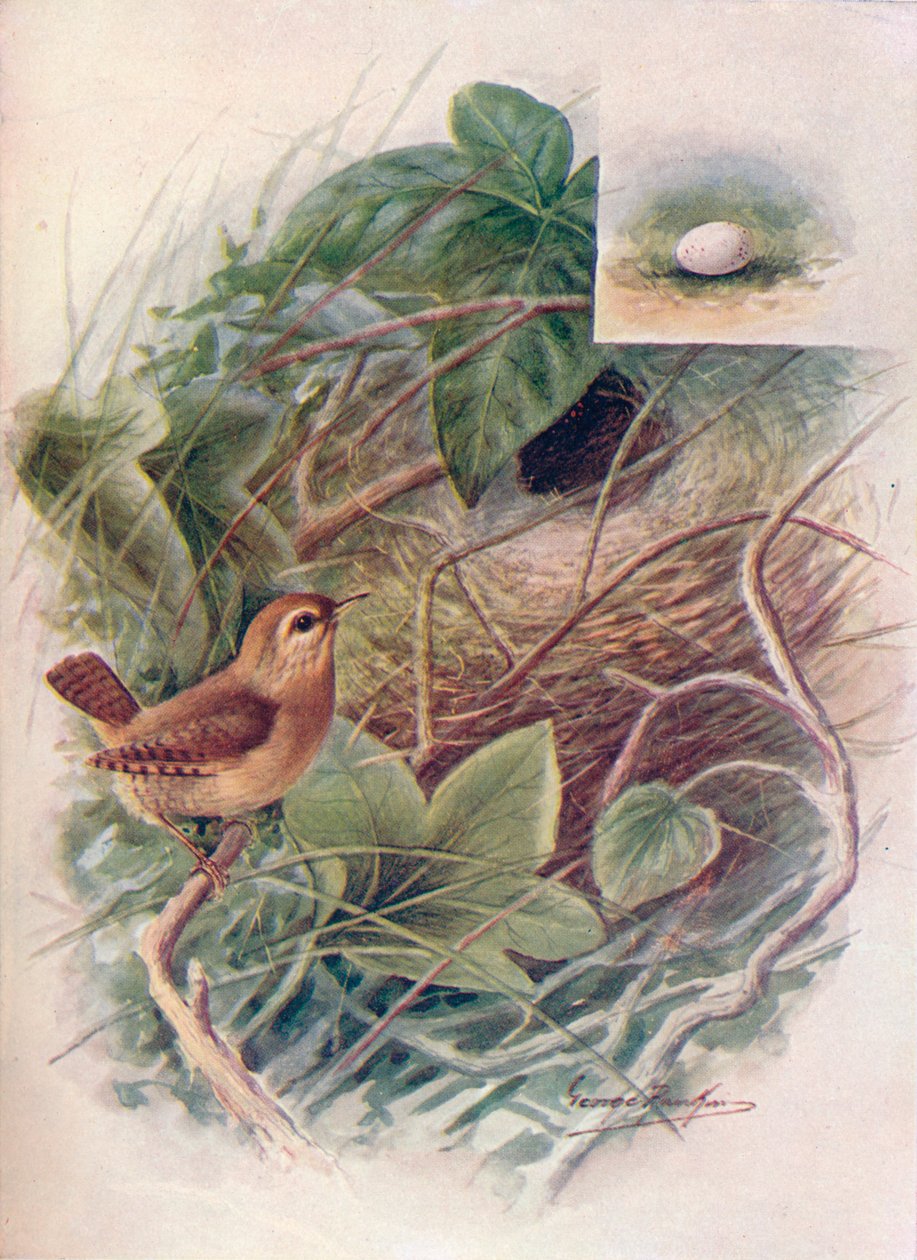 Zaunkönig - Troglodytes parvulus, um 1910, 1910 von George James Rankin