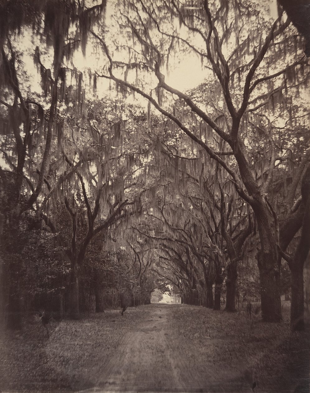 Bonaventure-Friedhof, vier Meilen von Savannah entfernt, 1866 von George N. Barnard