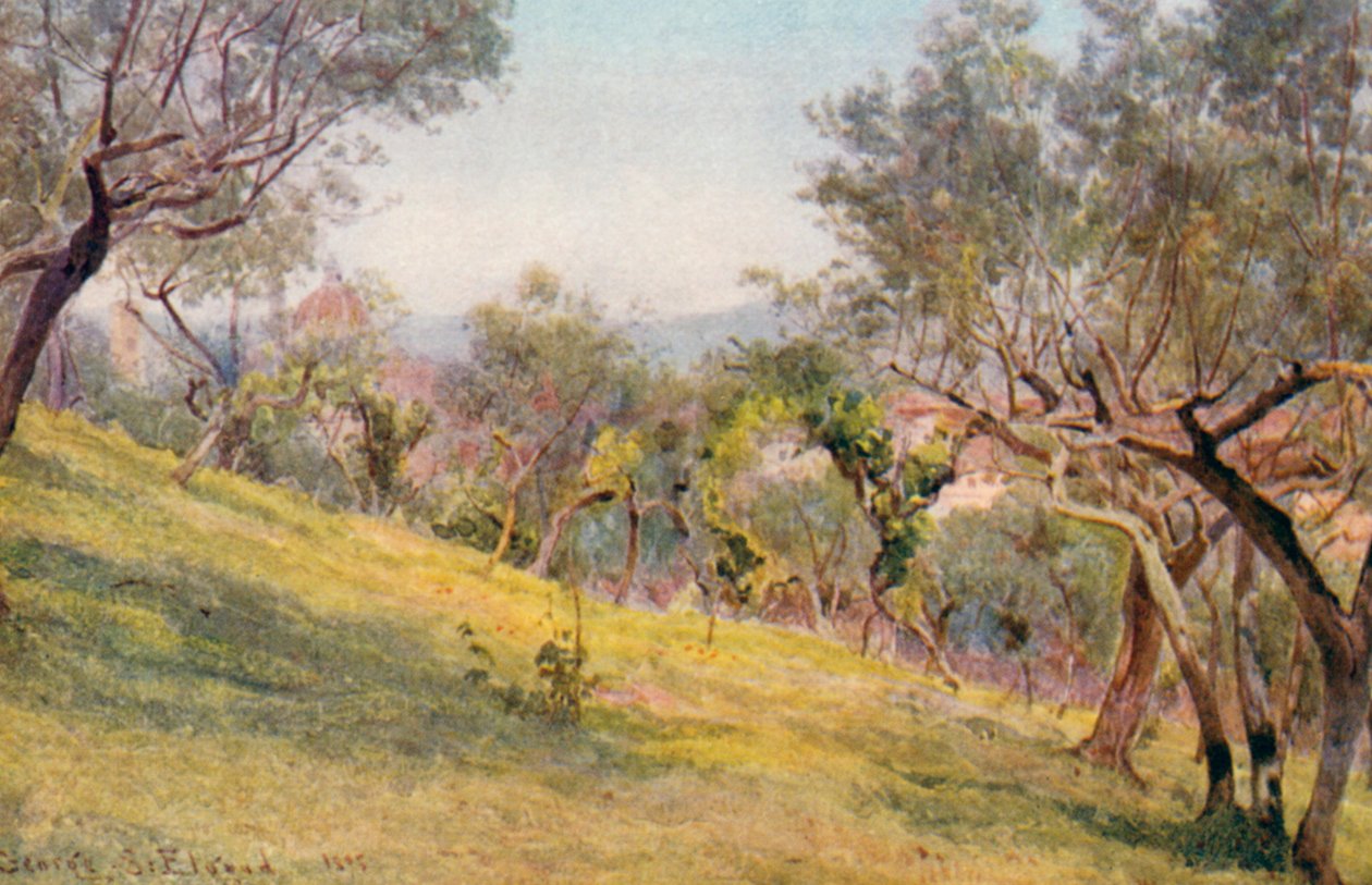 Durch die Oliven, Florenz von George Samuel Elgood