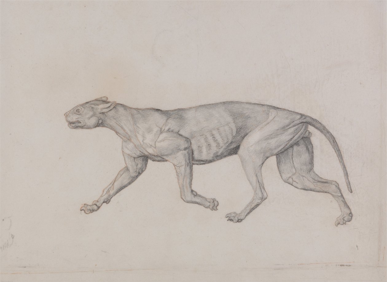 Vergleichende anatomische Darstellung der Struktur des menschlichen Körpers mit der eines Tigers und eines gewöhnlichen Huhns: Leopardenkörper, Seitenansicht von George Stubbs