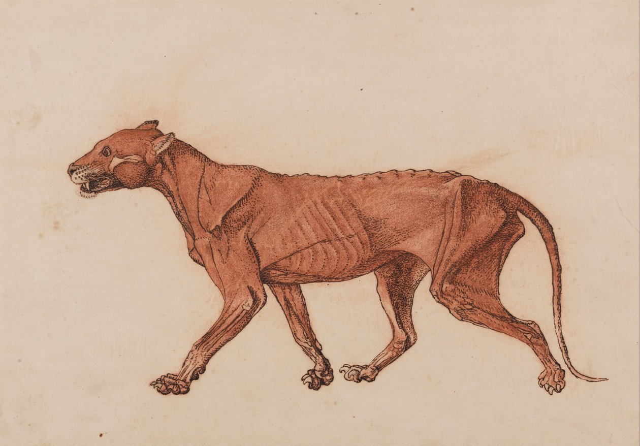 Vergleichende anatomische Darstellung der Struktur des menschlichen Körpers mit der eines Tigers und eines Haushuhns: Tigerkörper, Seitenansicht von George Stubbs