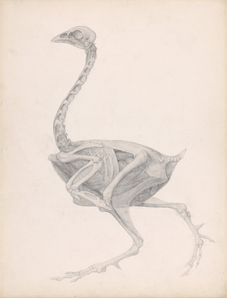 Vergleichende anatomische Darstellung der Struktur des menschlichen Körpers mit der eines Tigers und eines gewöhnlichen Huhns: Hühnerkörper, Seitenansicht von George Stubbs