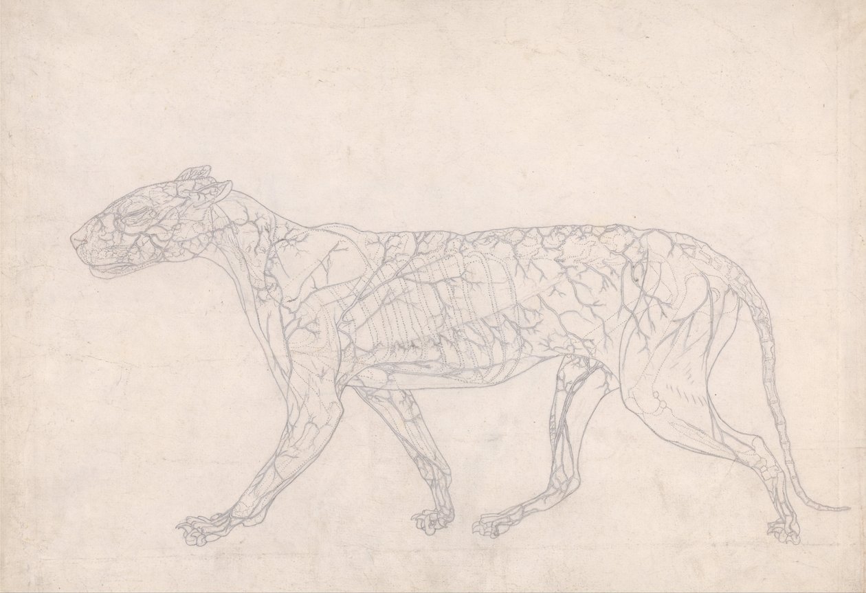 Vergleichende anatomische Darstellung der Struktur des menschlichen Körpers mit der eines Tigers und eines gewöhnlichen Vogels: Tiger, Seitenansicht von George Stubbs