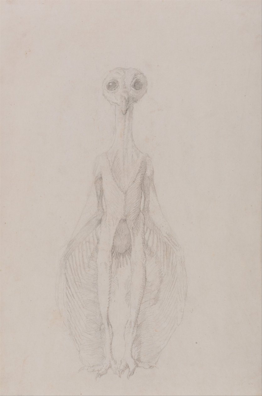 Vergleichende anatomische Darstellung der Struktur des menschlichen Körpers mit der eines Tigers und eines gewöhnlichen Huhns: Eule stehend, Vorderansicht von George Stubbs