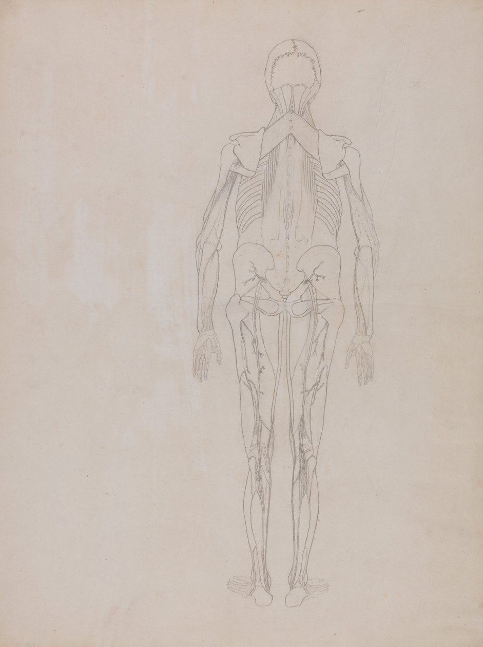 Vergleichende anatomische Darstellung der Struktur des menschlichen Körpers mit der eines Tigers und eines gewöhnlichen Huhns: Menschliche Figur, Rückansicht (Umrisszeichnung für die Schlüsselfigur einer unveröffentlichten Platte) von George Stubbs