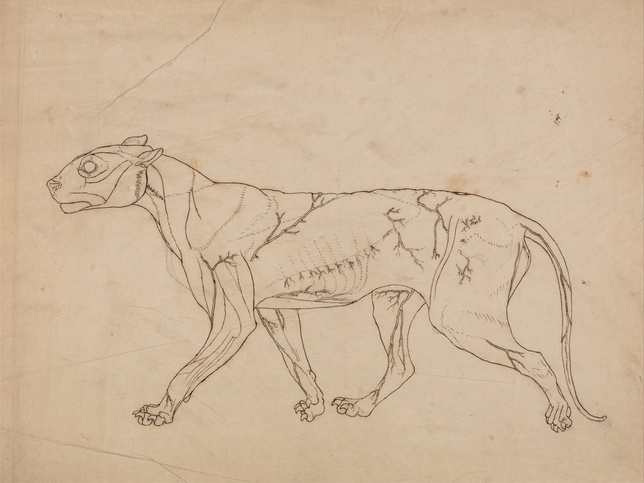 Vergleichende anatomische Darstellung der Struktur des menschlichen Körpers mit der eines Tigers und eines gewöhnlichen Huhns: Tigerkörper, Seitenansicht von George Stubbs