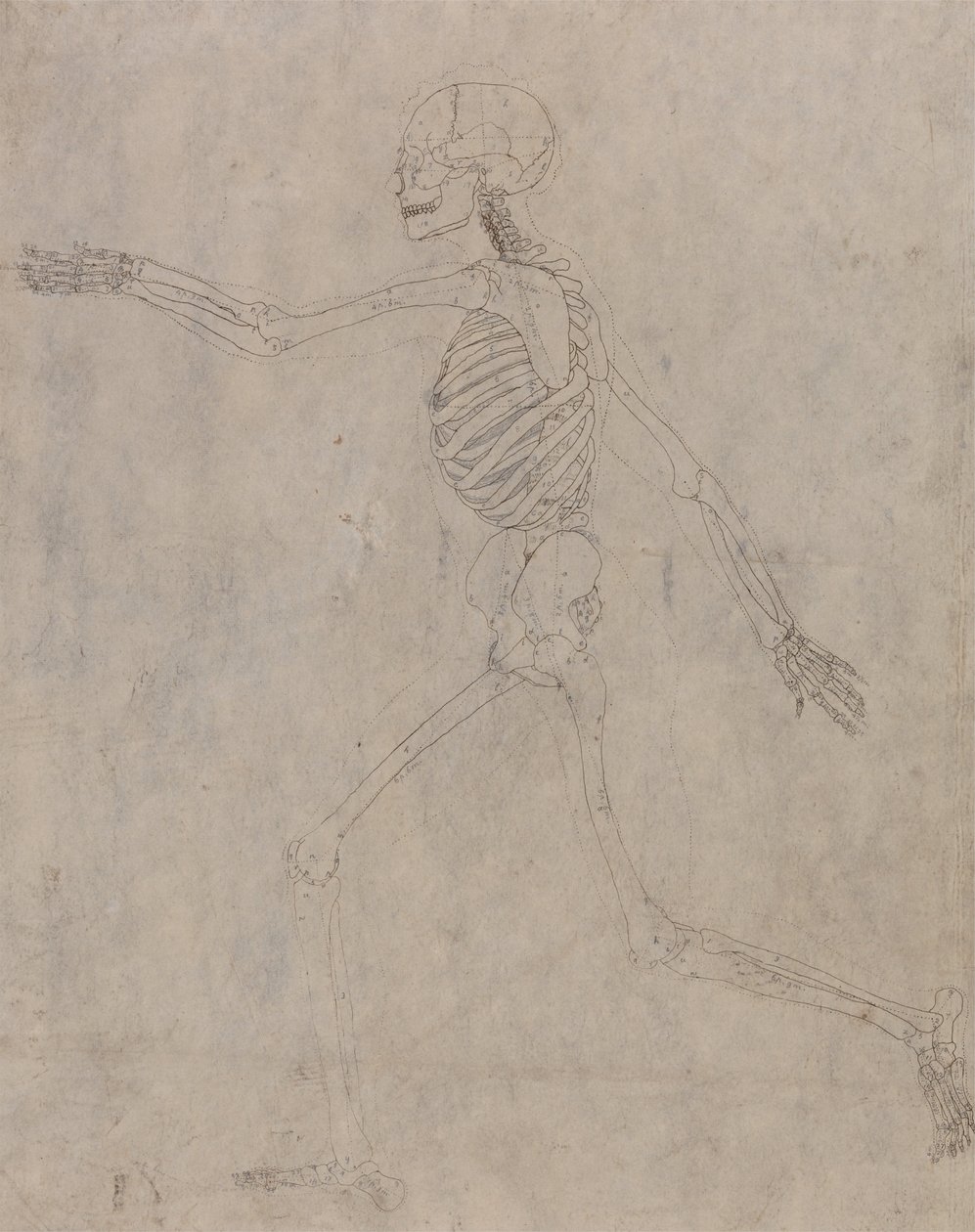 Ein vergleichender anatomischer Exposition der Struktur des menschlichen Körpers mit der eines Tigers und eines gewöhnlichen Huhns: Menschliches Skelett, Seitenansicht von George Stubbs